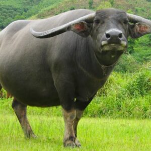 Món ăn về trâu